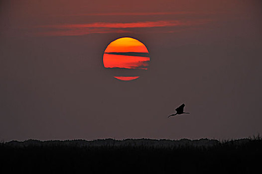 日落,上方,野生动植物保护区,港口,德克萨斯,美国