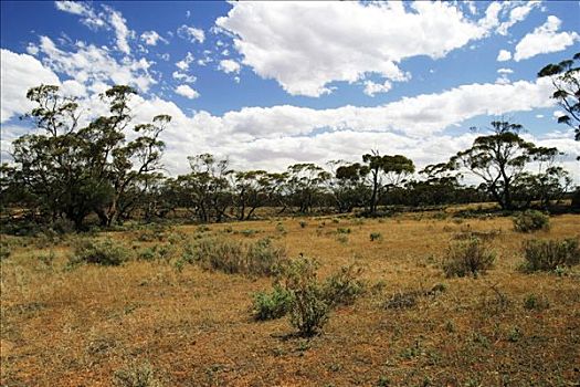 疏林草原,桉树,澳洲南部