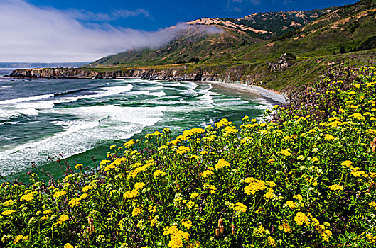 野花,高处,海胆,海滩,国家森林,大,加利福尼亚,美国