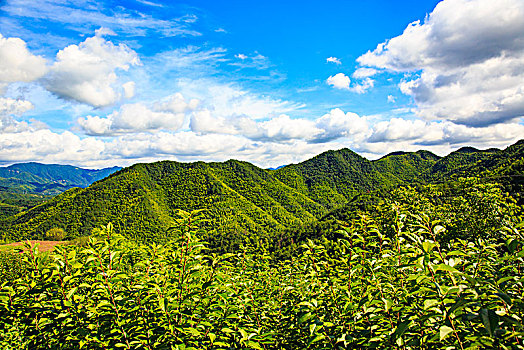 高山,阳光,绿色,草甸