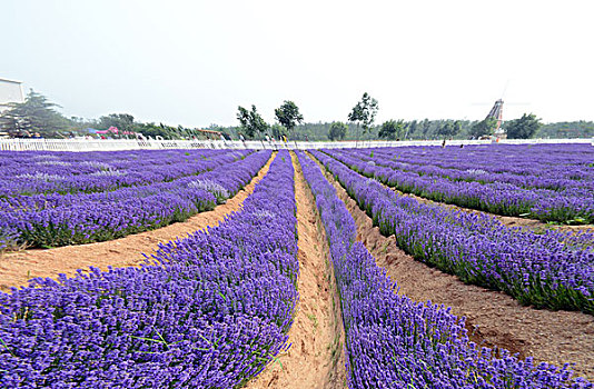 秦皇岛,北戴河新区,旅游,景点,渔岛,温泉,游乐,薰衣草,庄园,大地,浪漫,紫色,香草