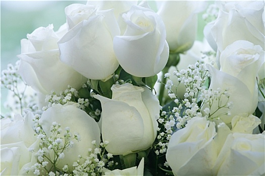 优雅,白色,玫瑰