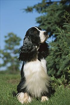 英国史宾格犬,狗,草丛