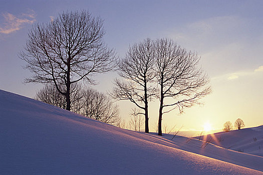 树,雪原