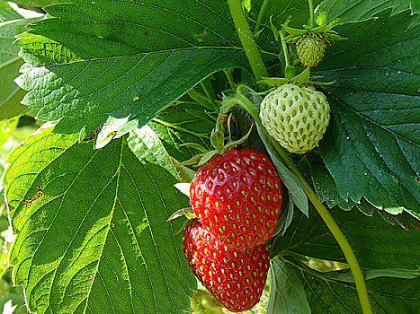 成熟,草莓,水果,枝条