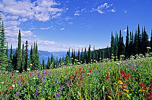 壮观,野花,草地,攀升,不列颠哥伦比亚省,加拿大