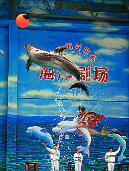 海豚,飞跃,驯养员,表演