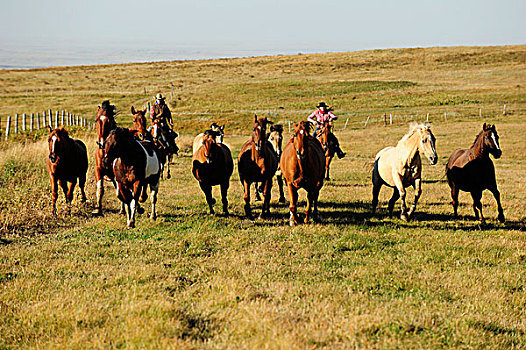 女牛仔,驾驶,马,草原,萨斯喀彻温,加拿大