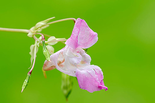 装饰,喜玛拉雅,凤仙花属植物,花,北莱茵威斯特伐利亚,德国,欧洲