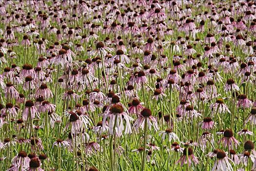 淡紫色,金花菊,紫锥菊,草药,靠近,巴伐利亚,德国