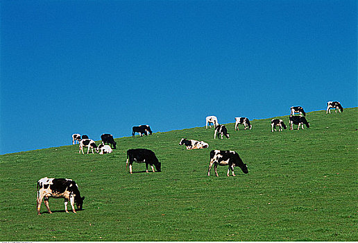 母牛,放牧,地点,靠近,加利福尼亚,美国