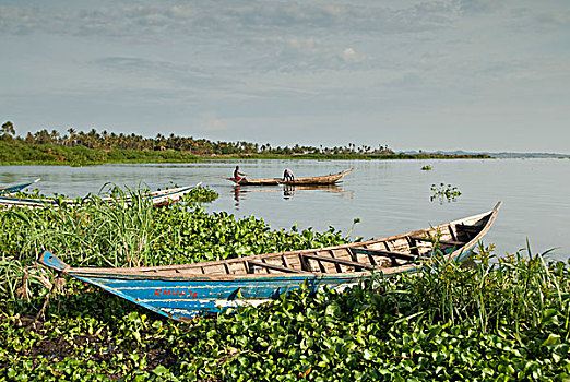 坦桑尼亚,水,生活,马拉河,探险,维多利亚湖,海滩,管理,鱼市,渔船,风信子