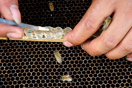 采集蜂王浆的第一步,移幼虫