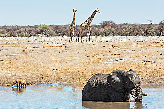 大象,鬣狗,长颈鹿,水潭,靠近,露营,埃托沙国家公园,纳米比亚