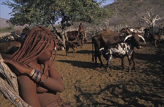 辛巴族,女孩,放牧,牛,考科韦尔德,纳米比亚
