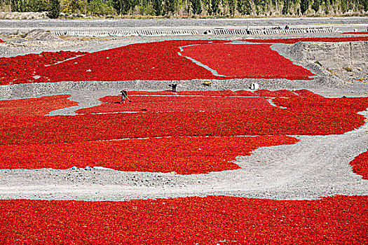 乌伊高速公路旁的辣椒晾晒场,新疆乌鲁木齐