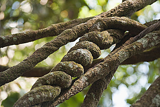 特写,树枝,佩里亚国家公园,喀拉拉,印度