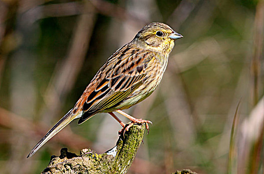 金翼啄木鸟,成年,女性,栖息,诺福克,英格兰,英国,欧洲
