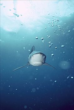 蓝鲨,锯峰齿鲛,圣地亚哥,加利福尼亚