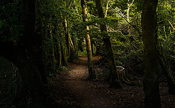 魔法,树林,局部,爱尔兰,基拉尼国家公园