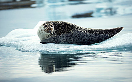 灰海豹,躺着,浮冰,北极,水