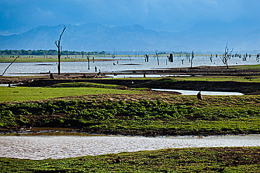 湿地,国家公园,斯里兰卡