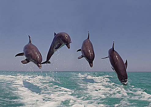 宽吻海豚,跳跃,洪都拉斯