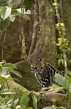 豹猫,虎猫,坐,植物,林中地面,亚马逊雨林,厄瓜多尔,南美