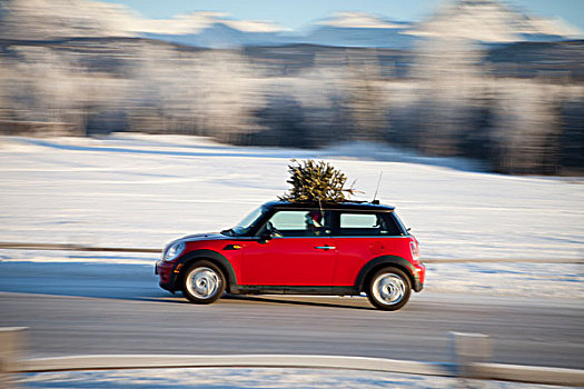迷你库伯,跑车,圣诞树,上面,乡村道路,栅栏,阿拉斯加,冬天
