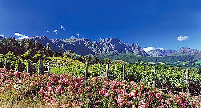 风景,山,葡萄园,玫瑰,树篱,前景,法国角,南非