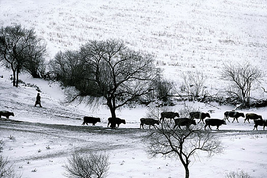 冬天的牧場