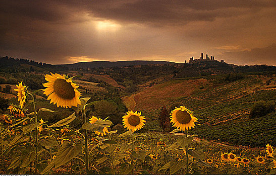 向日葵,日落,靠近,圣吉米尼亚诺,托斯卡纳,意大利