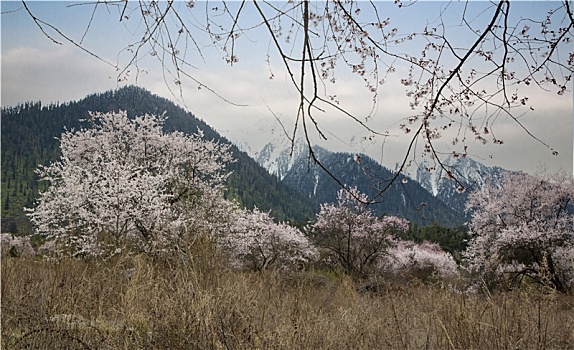 春满岗村