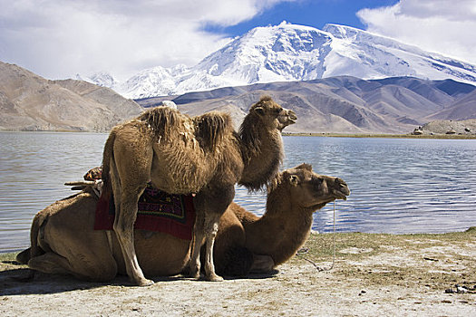 骆驼,新疆,区域,中国