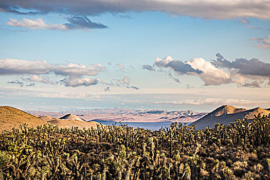 风景,仙人掌,死亡谷国家公园,加利福尼亚,美国