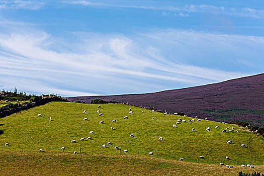 绵羊,成群,爱尔兰