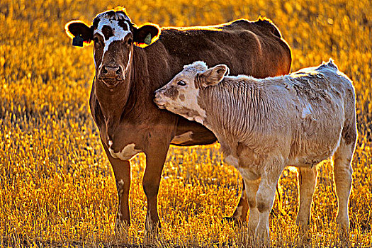牛,土地,艾伯塔省,加拿大
