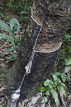 橡胶树,婆罗洲,印度尼西亚