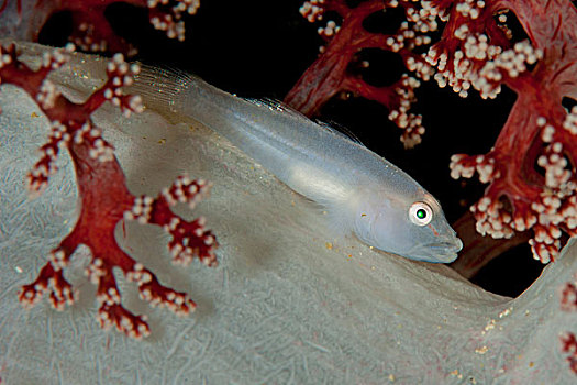 软珊瑚,灵异,虾虎鱼,躺着,白色,红色