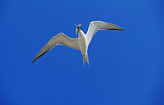 迅速,燕鸥,白色背景,鸟嘴,澳大利亚