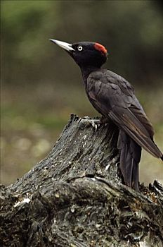 黑啄木鸟,栖息,欧洲