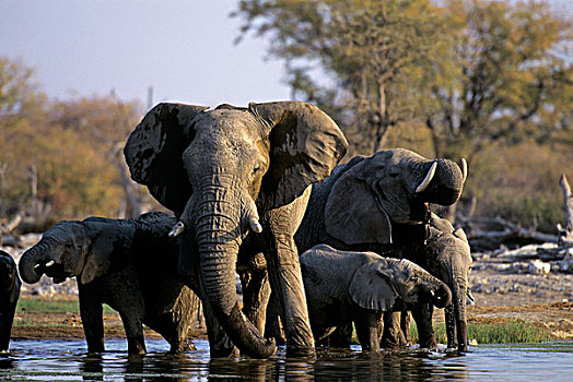 纳米比亚,埃托沙国家公园,大象,水潭
