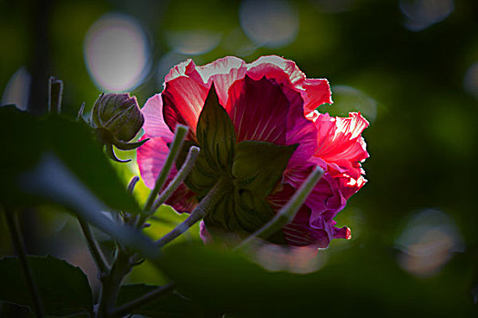 美丽的芙蓉花,木芙蓉,拒霜花,木莲,地芙蓉,华木