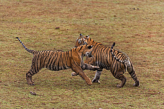两个,孟加拉虎,虎,亚成体,幼兽,打闹,干燥,湖床,拉贾斯坦邦,国家公园,印度,亚洲