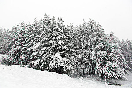 松树,雪