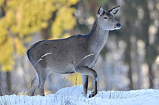 赤鹿,鹿属,鹿,母鹿,雌鹿,冬季外套,雪中,自然保护区,下萨克森,德国,欧洲