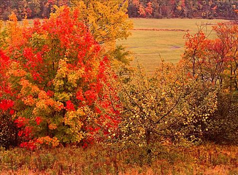 秋天,景色,山谷,新斯科舍省,加拿大