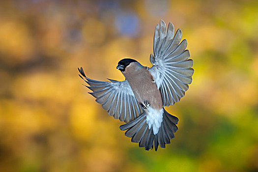 红腹灰雀,飞行,秋天,图林根州,德国,欧洲
