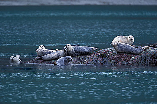 北美,美国,阿拉斯加,湾,国家公园,斑海豹