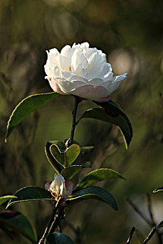 山茶花